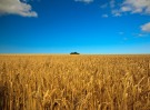 Пшеница из Казахстана для Китайского рынка